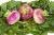 Recipes For Turnips