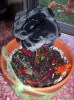 Photo of Dirt