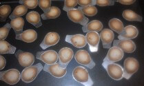 Photo of Walnut Shaped Cookies