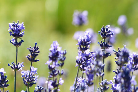 read more: A Day in Provence