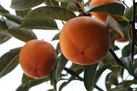 read more: Persimmons, Per Se