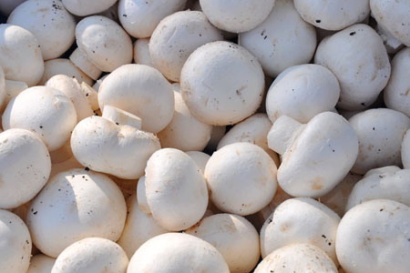 read more: Mighty Mushrooms