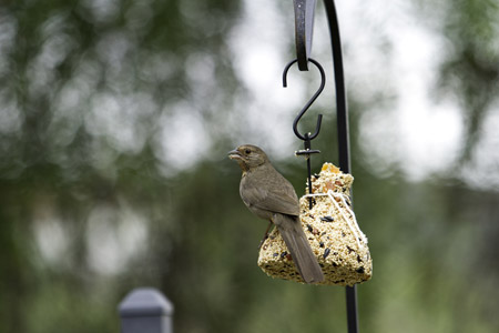 read more: This Is For The Birds