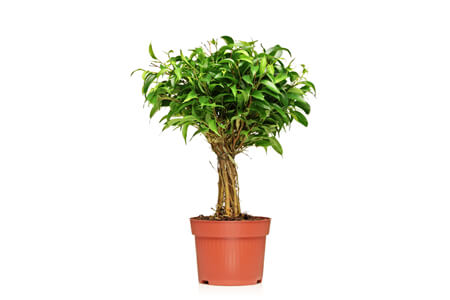 read more: Springtime for Bachelors!  Or, Get a Houseplant!