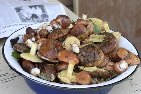 read more: Oh My, Umami