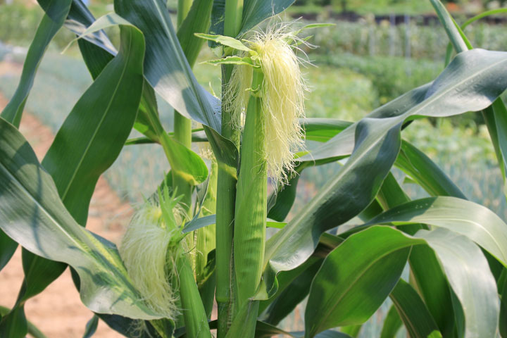 Knee-High By The Fourth of July