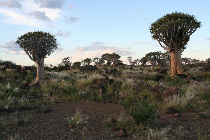 Camp Cooking In The African Bush
