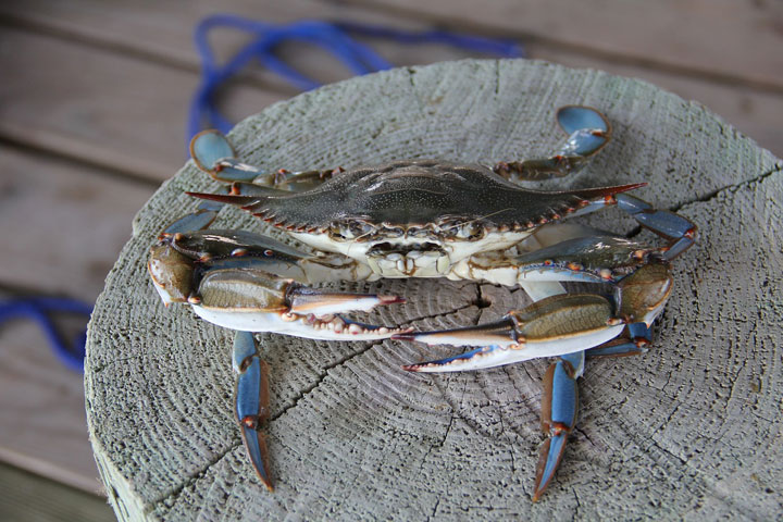 Feeling Crabby?