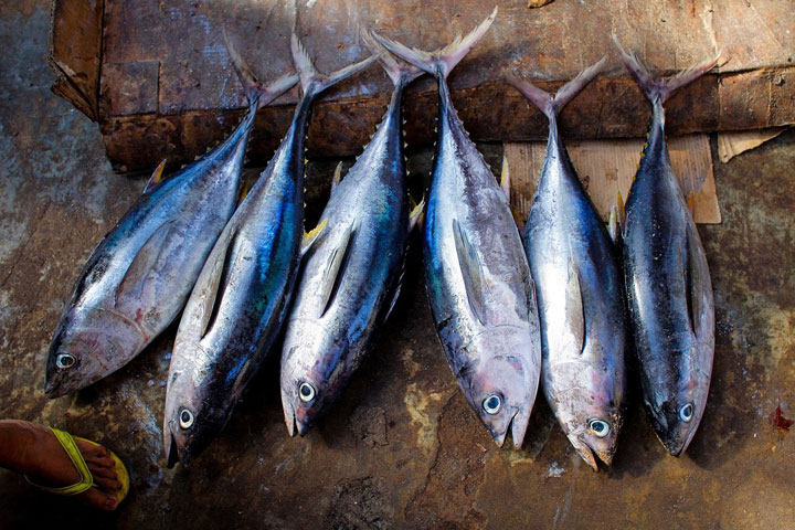 The Fish Who Came to Dinner