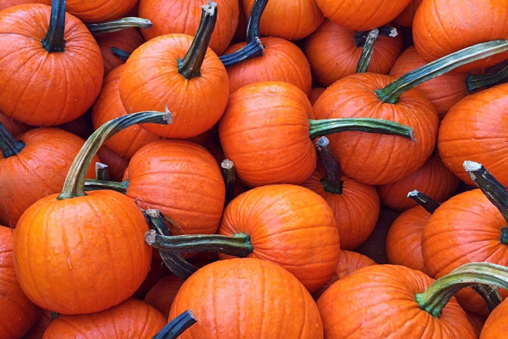 Pumpkin, Non-Pie