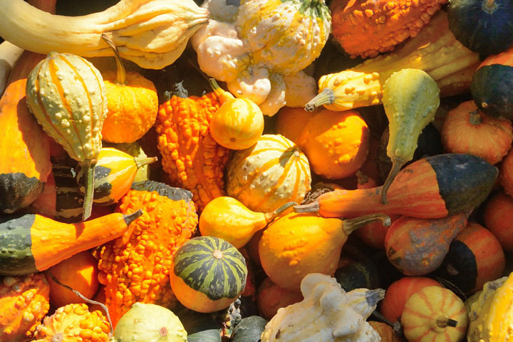Winter Squash Are In Season This Fall