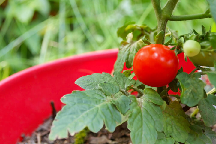 Patio Produce: Tomatoes