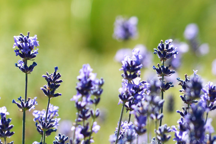 A Day in Provence