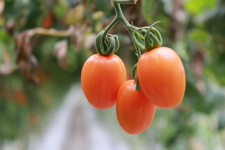 Preserving Tomatoes