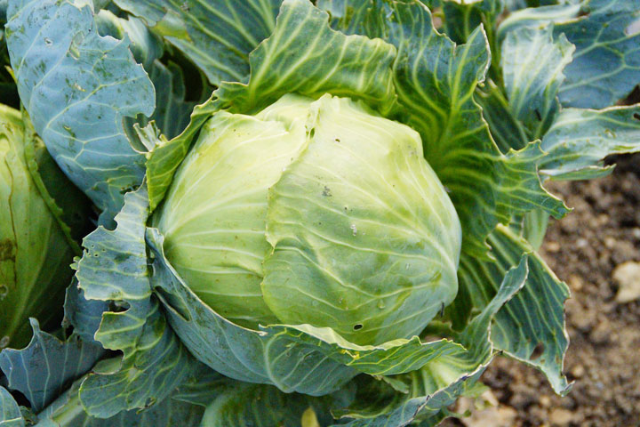 Kids Who Don't Like Veggies