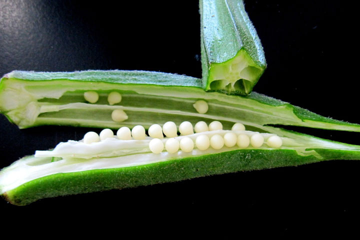 Friends With Okra