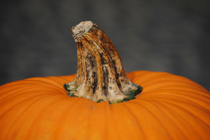 My Giant Pumpkin