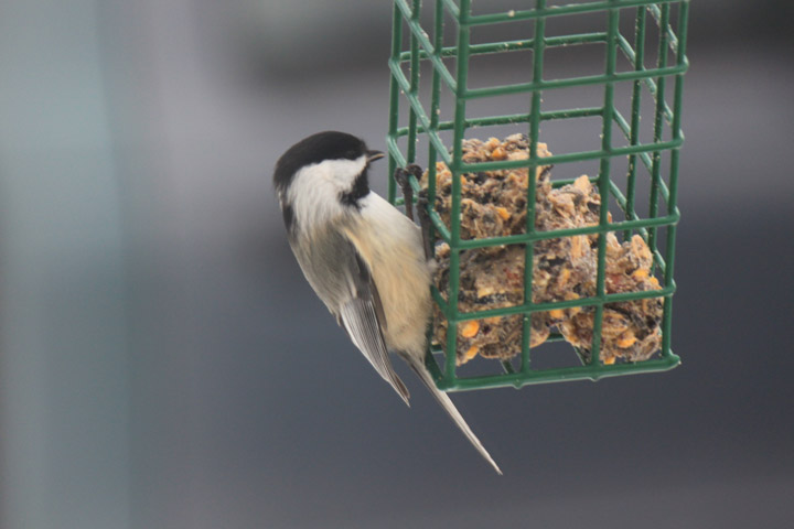 Leftovers Are For The Birds!