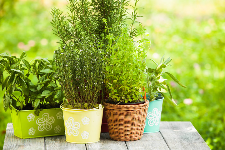 Patio Produce: Herbs