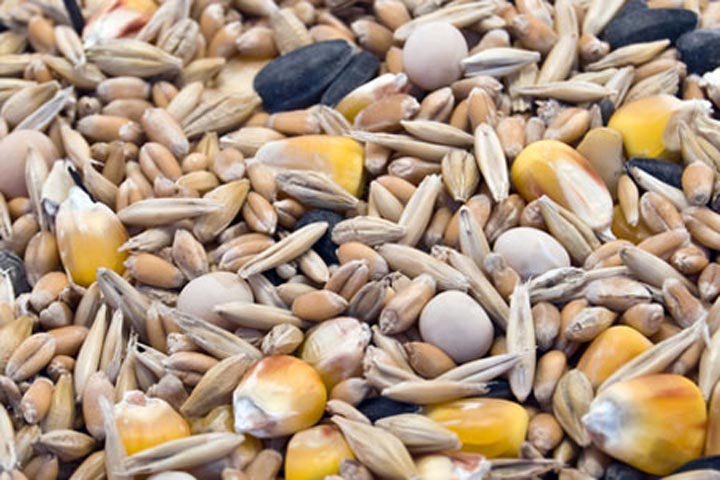 Go Slow With Whole Grains