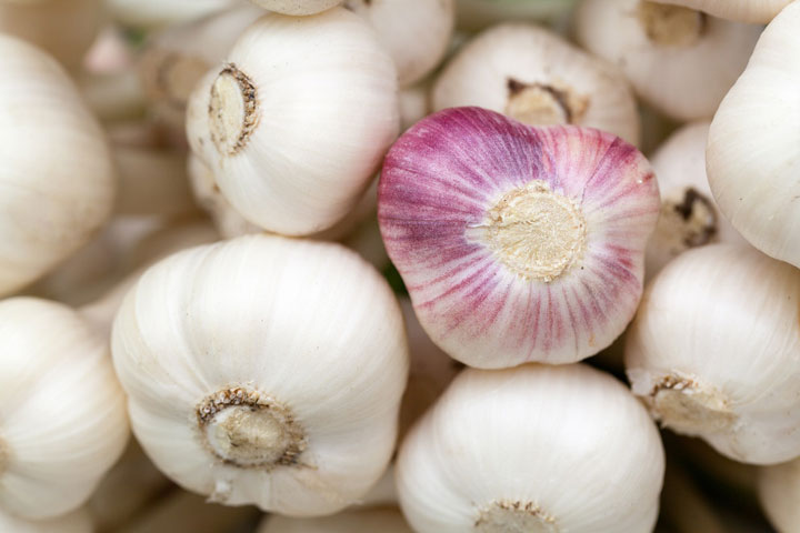 Garlic Breath Recommended