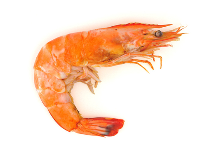 Bachelor, Meet Shrimp