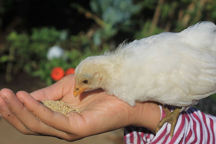 You Can't Pet a Chicken, Or Can You?