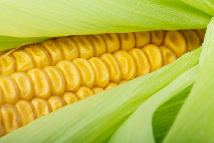 Grab a Dozen Ears of Fresh Corn--Only