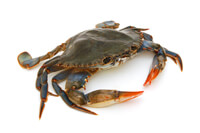 Cooking expert article: A Rare Treat In A Soft Shell
