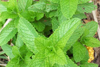 Cooking expert article: Mint: One Man's Weed Is Another Man's Mojito