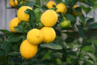 Cooking expert article: Let the Sun Shine With Citrus
