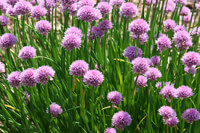 Cooking expert article: Chive Talkin'