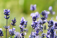Cooking expert article: A Day in Provence