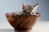 Cooking expert article: Fat Cat