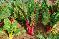 Cooking expert article: Edible Landscaping Part One: You Can Have Your Landscaping and Eat It Too