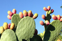 Cooking expert article: Some Thorny Advice In An Easier Package To Swallow