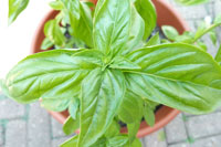 Cooking expert article: Preserving Basil