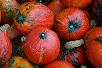 Cooking expert article: Winter Squash, From Decoration to Dinner