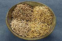 Cooking expert article: Discovering Kamut