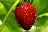 Cooking expert article: Preserve, Our Independence