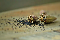 Cooking expert article: Poppy Seed, Poppy Do!