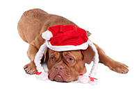 Cooking expert article: Battling the Bachelor Blues During the Holidays
