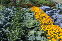 Cooking expert article: The New Victory Garden