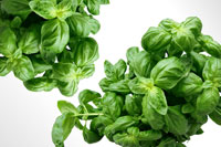 Cooking expert article: Adding Fresh Herbal Flavors to Your Slow Cooking