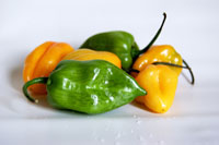 Cooking expert article: Hot Dang!